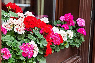 《Roots of Yggdrasil》登陆Steam 卡牌建设探索